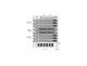 Fortinet FortiGate 7081F‑2‑DC – High-Performance Chassis Firewall with DC Power